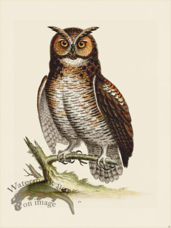 Edwards 060 Great Horned Owl